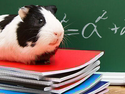 The Positive Impact of Classroom Pets